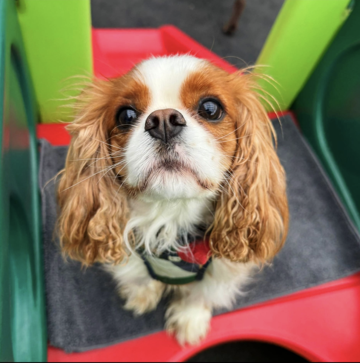 Screenshot 2025-12-15 104146 Day Care for Dogs Liverpool