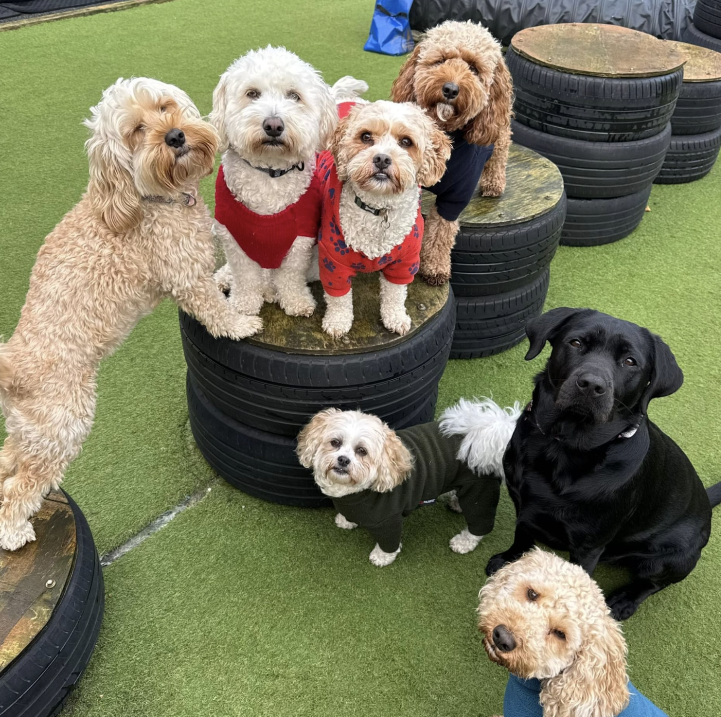 Screenshot 2025-12-15 104711 dog and puppy training Liverpool