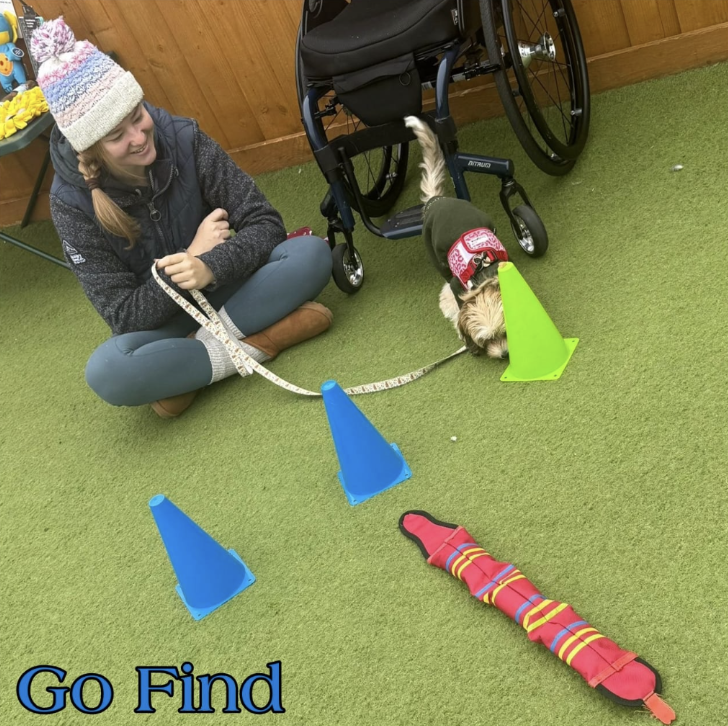 Screenshot 2025-12-15 110129 puppy and dog training liverpool