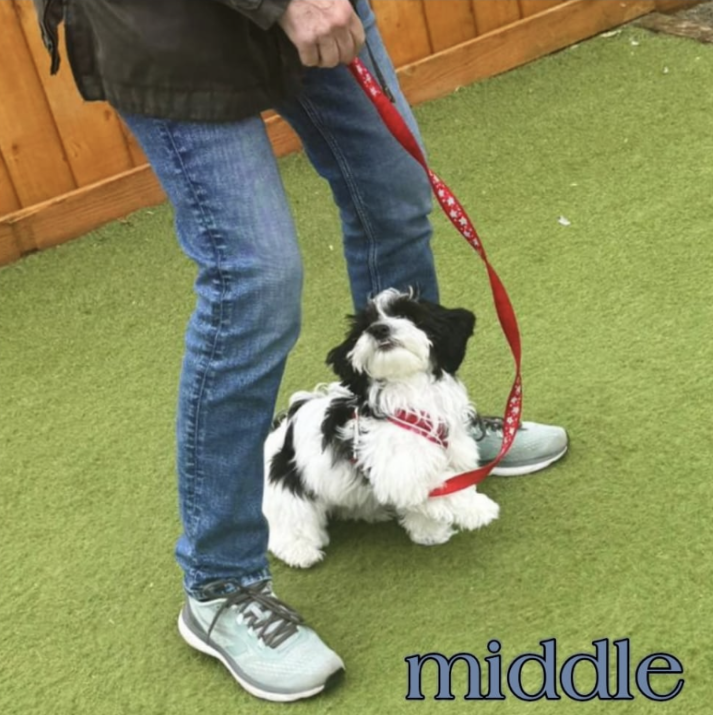 Screenshot 2025-12-15 110144 puppy playgroup