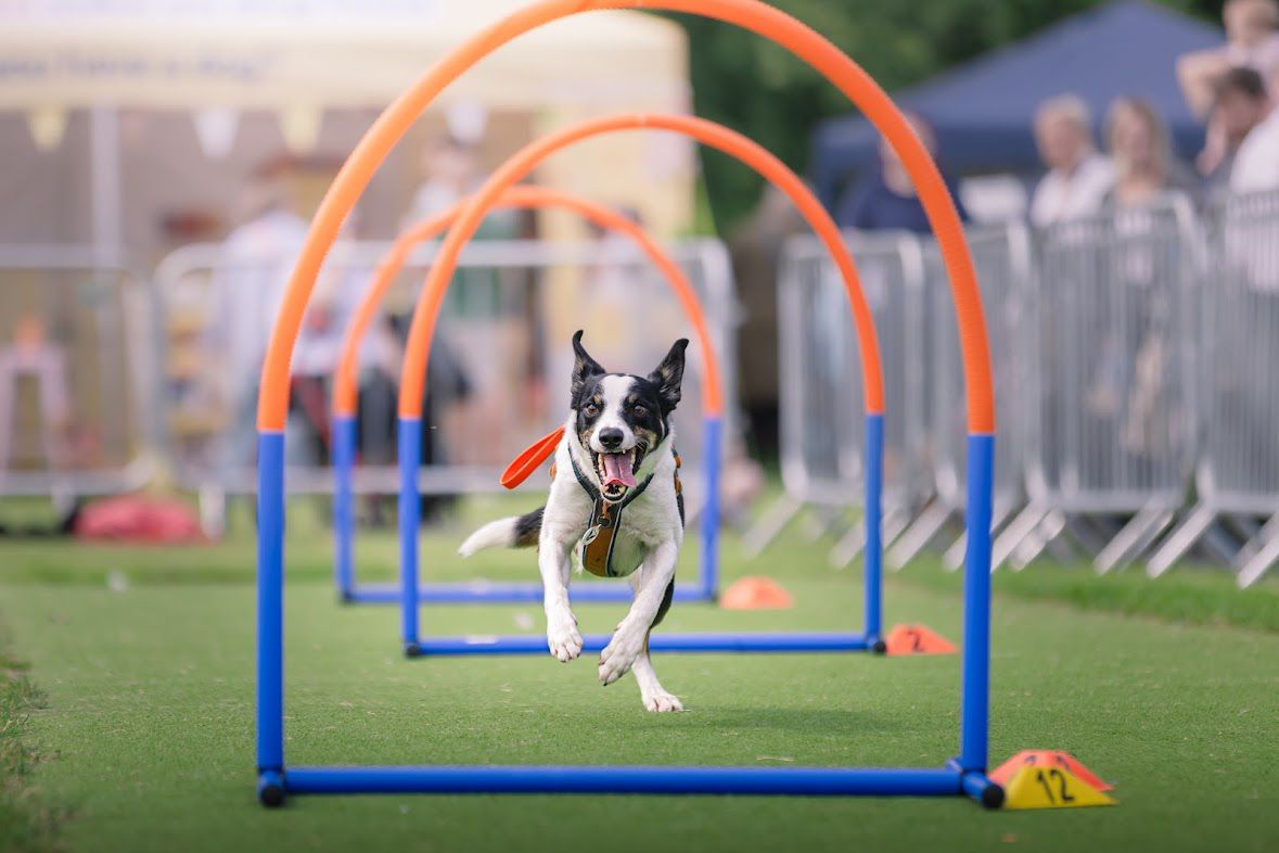 WhatsApp Image 2025-12-15 at 11.03.45 AM premium dog day care Liverpool