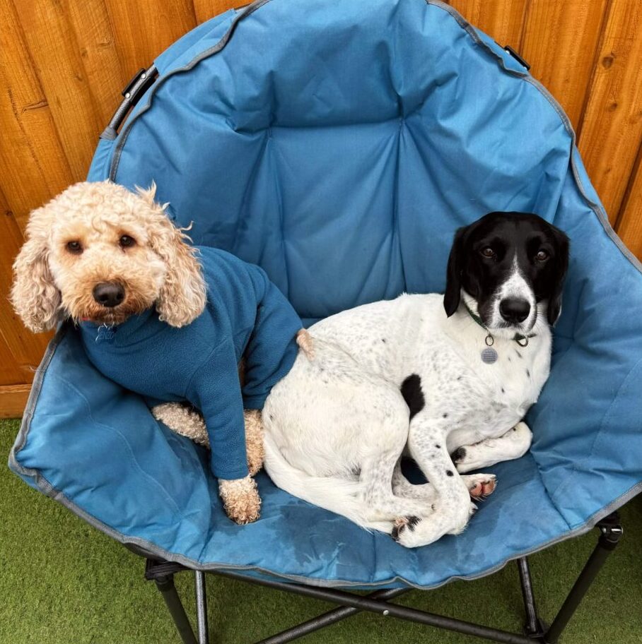 WhatsApp Image 2025-12-15 at 5.10.06 PM Day Care for Dogs Liverpool