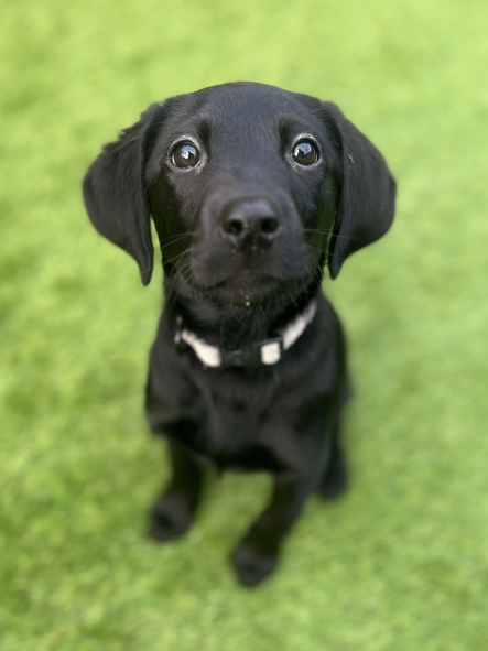 Liverpool Puppy Training