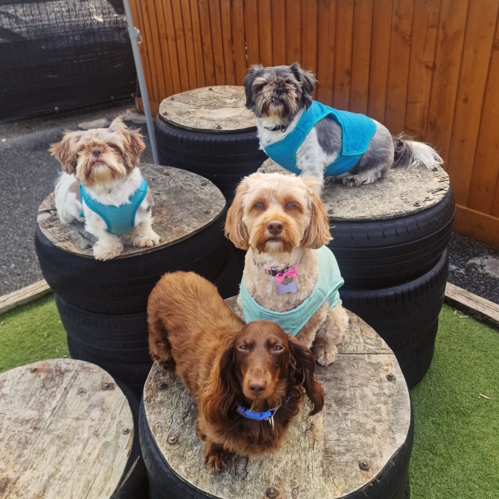 WhatsApp Image 2026-08-12 at 14.10.35 dog day care liverpool - 2 cute doggies